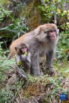 野生藏猕猴群栖息高原林场