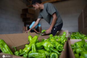 重庆秀山：高山辣椒丰收上市 推进乡村振兴