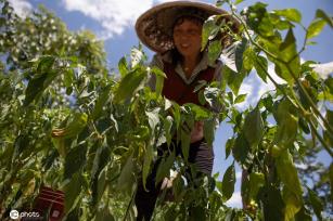 重庆秀山：高山辣椒丰收上市 推进乡村振兴