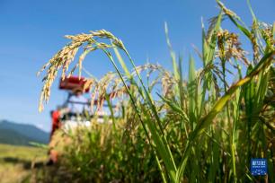 湖南道县：早稻飘香收割忙