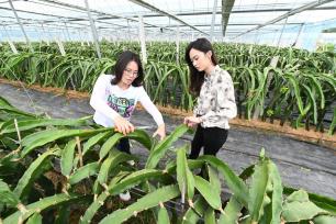 台湾母女田园创业记