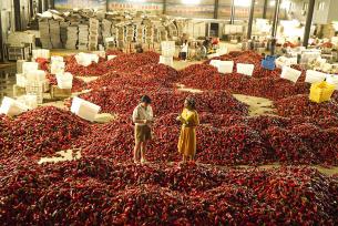 安徽五河：辣椒红 产业火