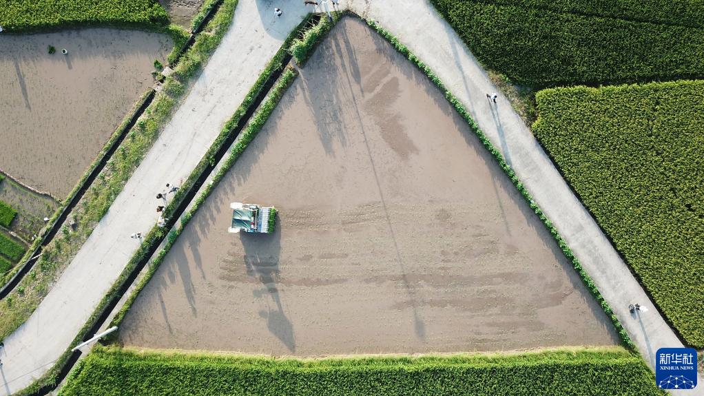 “双抢”农事忙