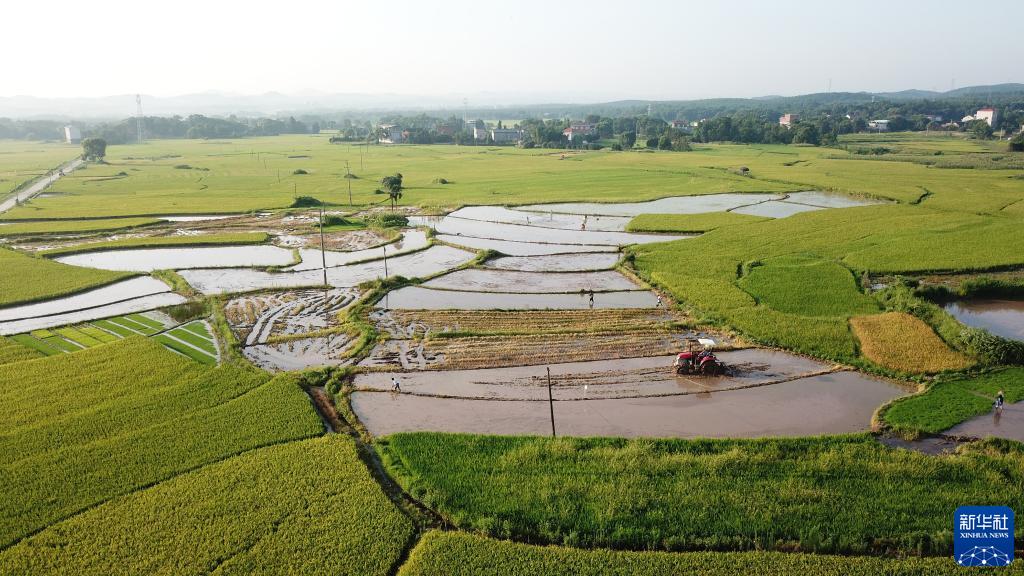 “双抢”农事忙