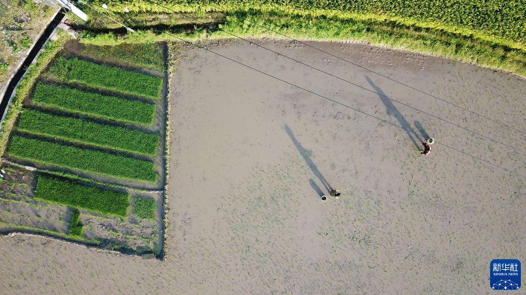 “双抢”农事忙