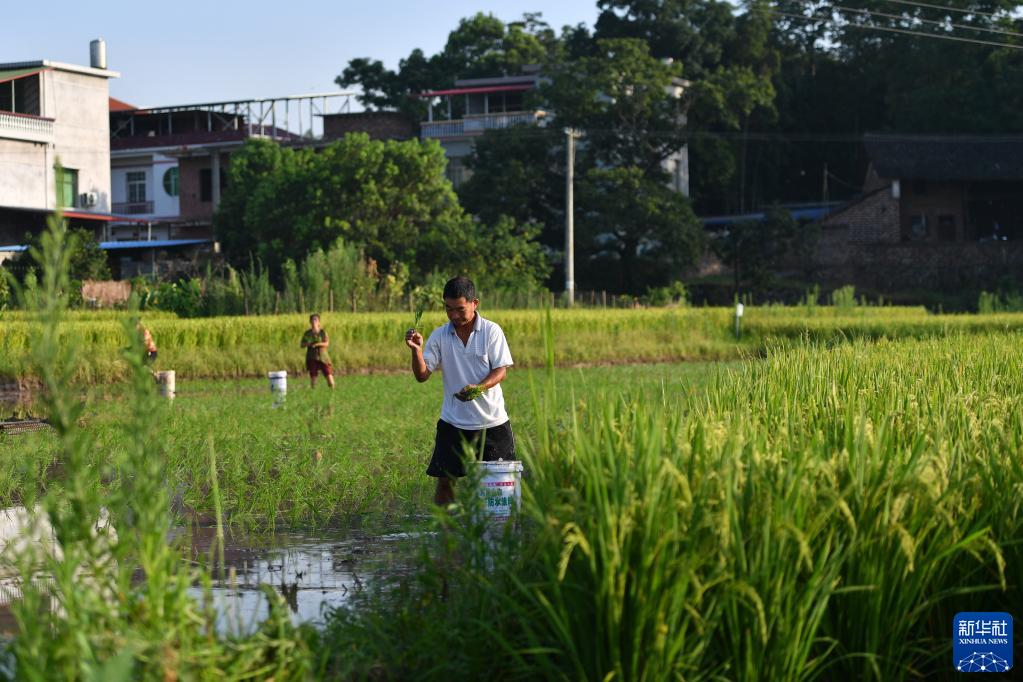 “双抢”农事忙