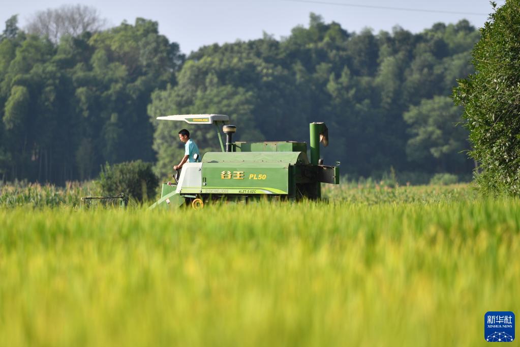 “双抢”农事忙