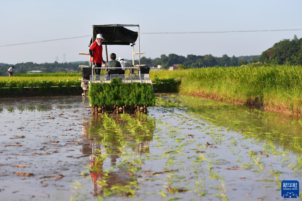 “双抢”农事忙