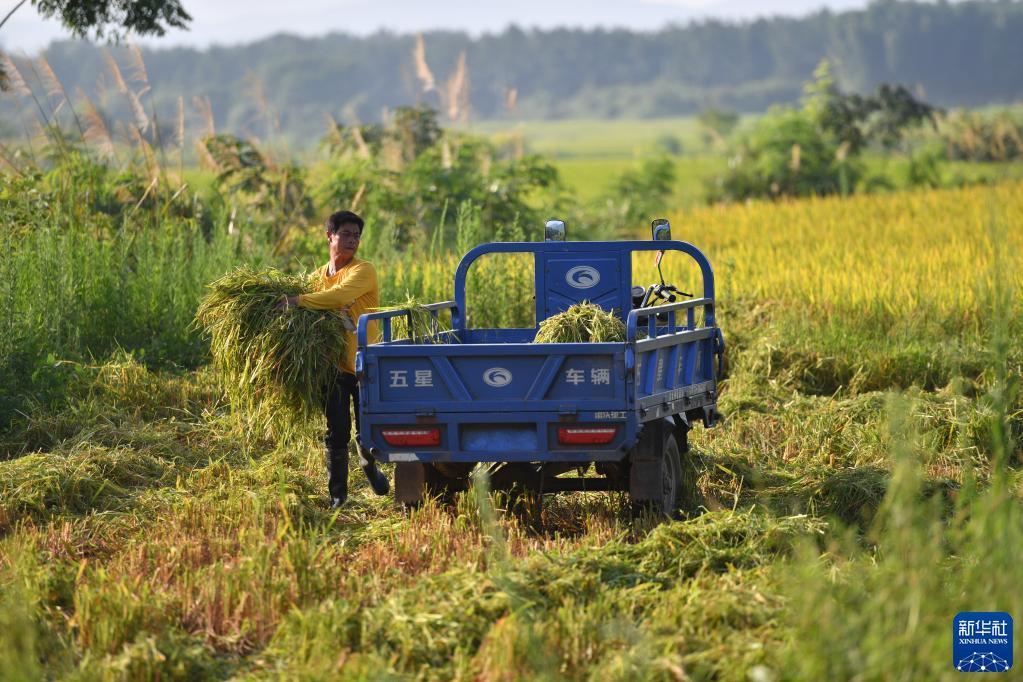 “双抢”农事忙