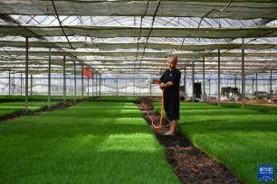 “双抢”农事忙