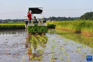 “双抢”农事忙