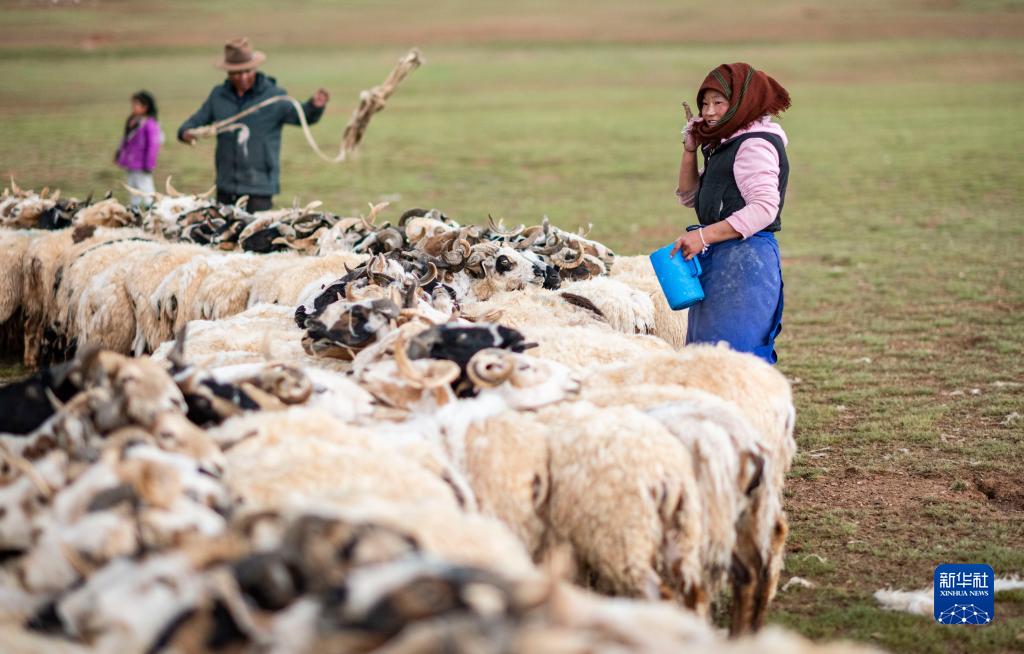 西藏：又到牧忙挤奶季