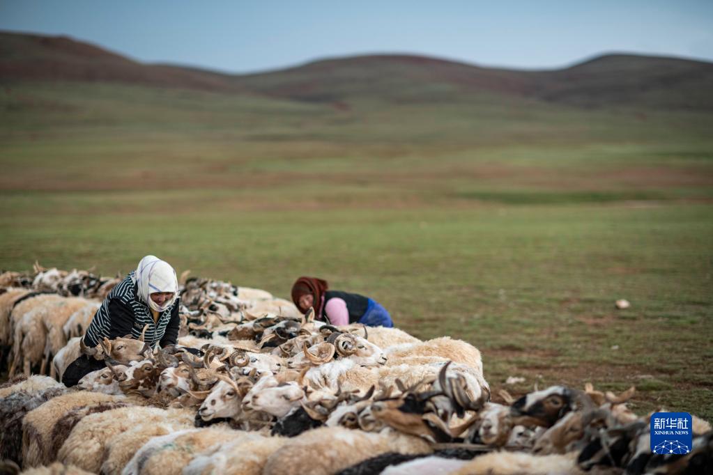 西藏：又到牧忙挤奶季
