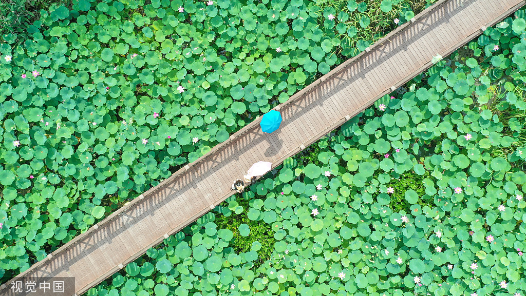 浙江德清：“荷花经济”助力乡村旅游