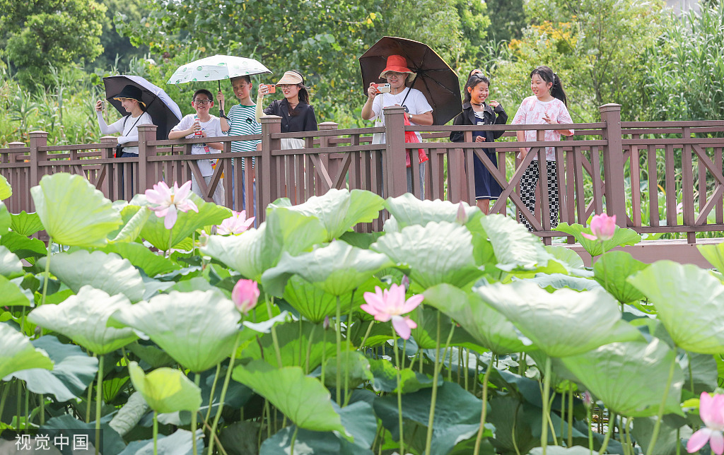 浙江德清：“荷花经济”助力乡村旅游