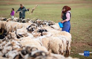 西藏：又到牧忙挤奶季
