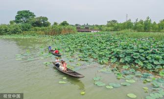 浙江德清：“荷花经济”助力乡村旅游