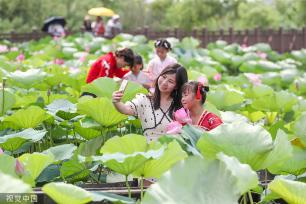 浙江德清：“荷花经济”助力乡村旅游