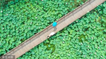 浙江德清：“荷花经济”助力乡村旅游