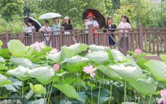 浙江德清：“荷花经济”助力乡村旅游