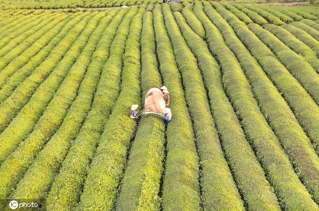 江西金溪：机采夏茶促增收