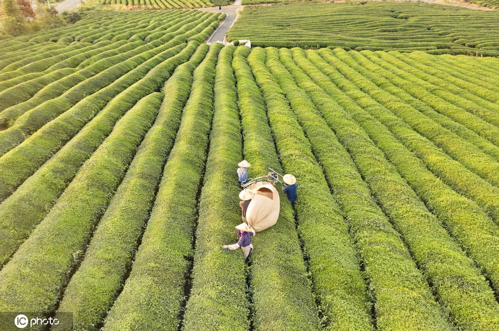 江西金溪：机采夏茶促增收