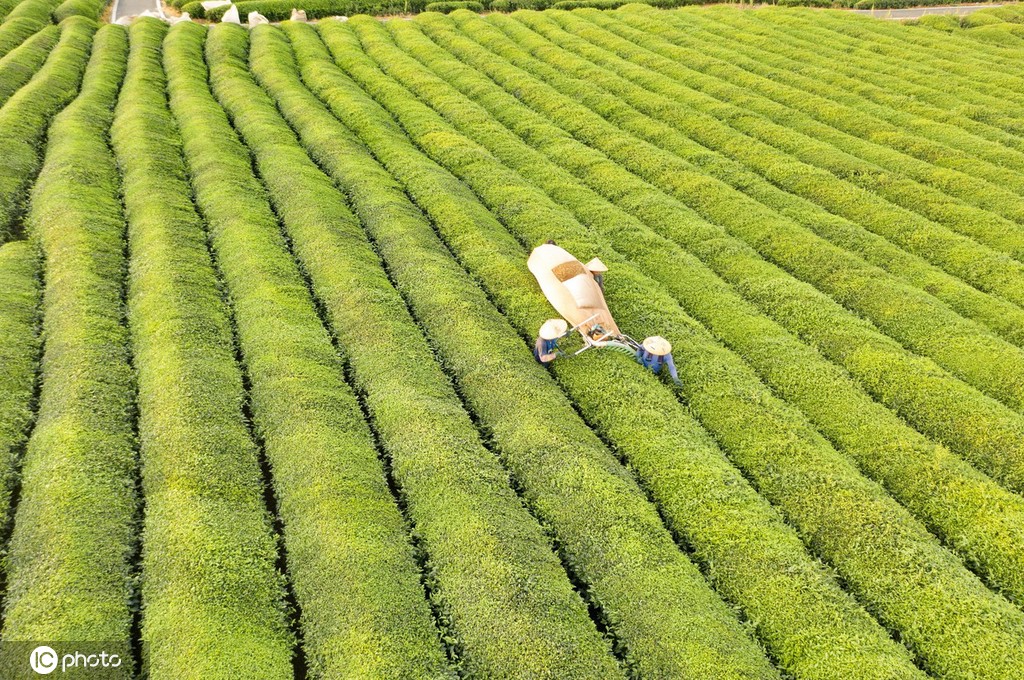 江西金溪：机采夏茶促增收