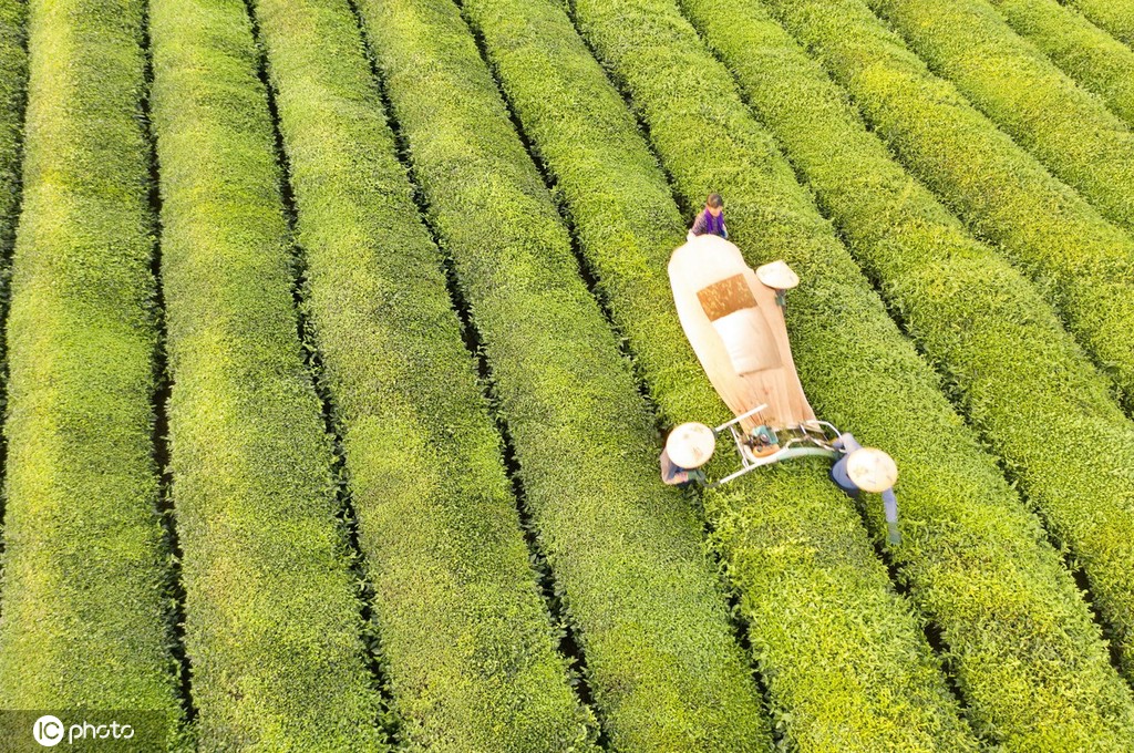 江西金溪：机采夏茶促增收