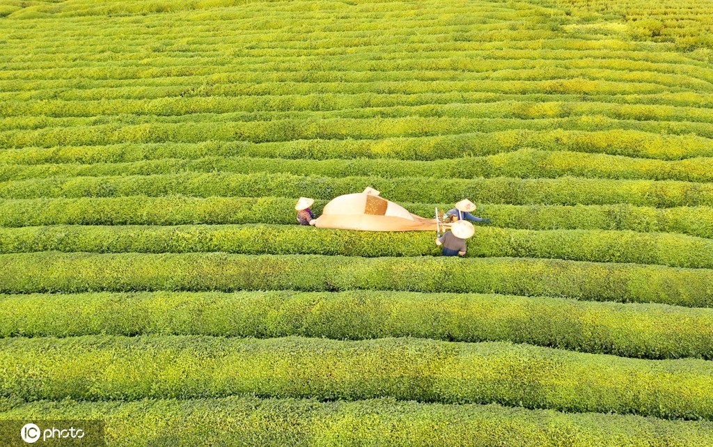 江西金溪：机采夏茶促增收