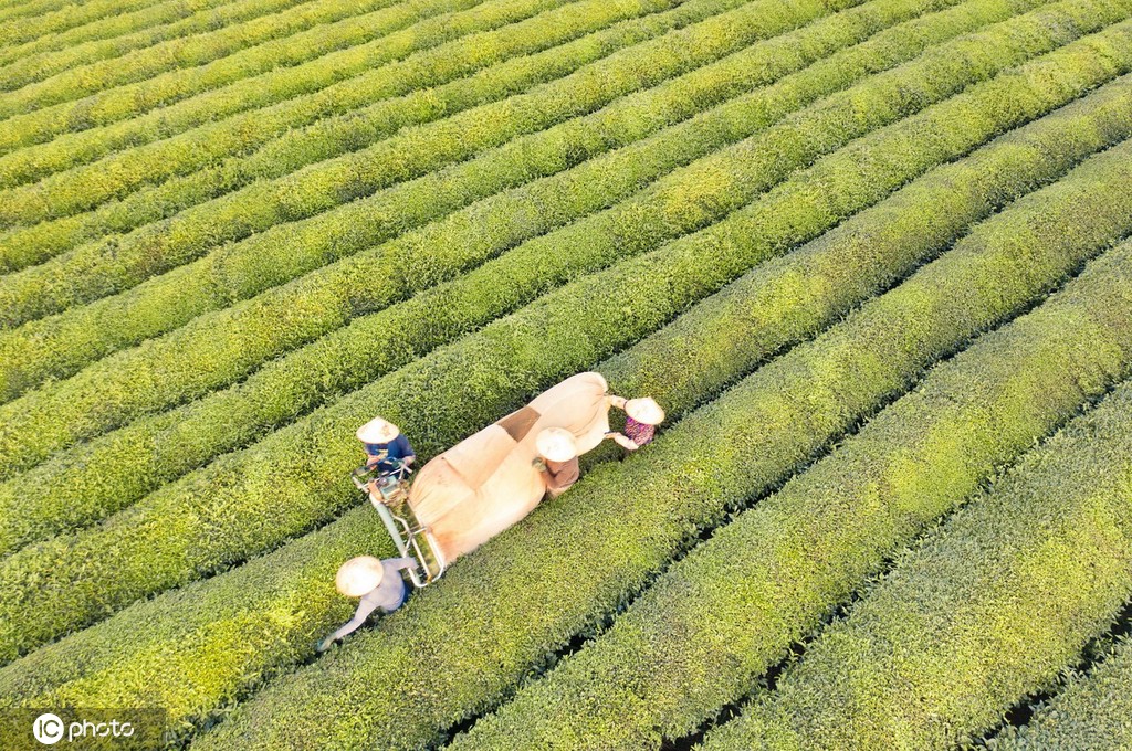 江西金溪：机采夏茶促增收