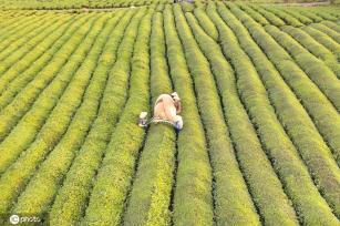 江西金溪：机采夏茶促增收