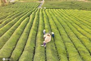 江西金溪：机采夏茶促增收