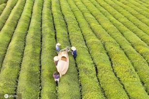 江西金溪：机采夏茶促增收