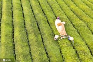 江西金溪：机采夏茶促增收