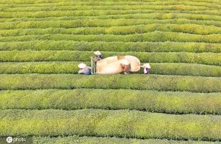 江西金溪：机采夏茶促增收