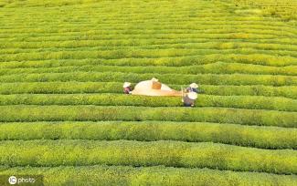 江西金溪：机采夏茶促增收