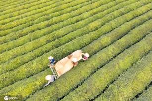 江西金溪：机采夏茶促增收