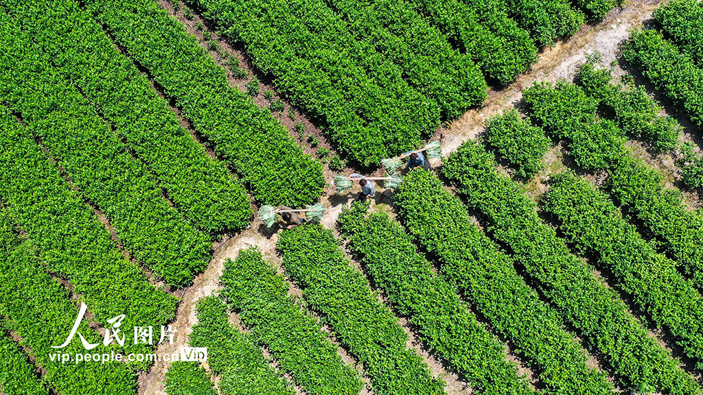 湖南常宁：小小箬叶助增收 助力乡村振兴