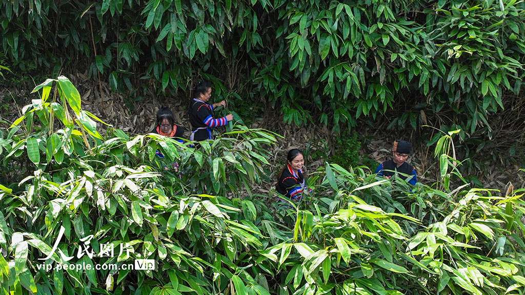 湖南常宁：小小箬叶助增收 助力乡村振兴