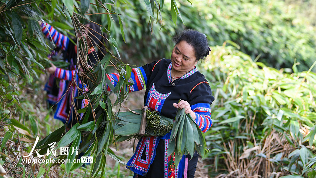湖南常宁：小小箬叶助增收 助力乡村振兴