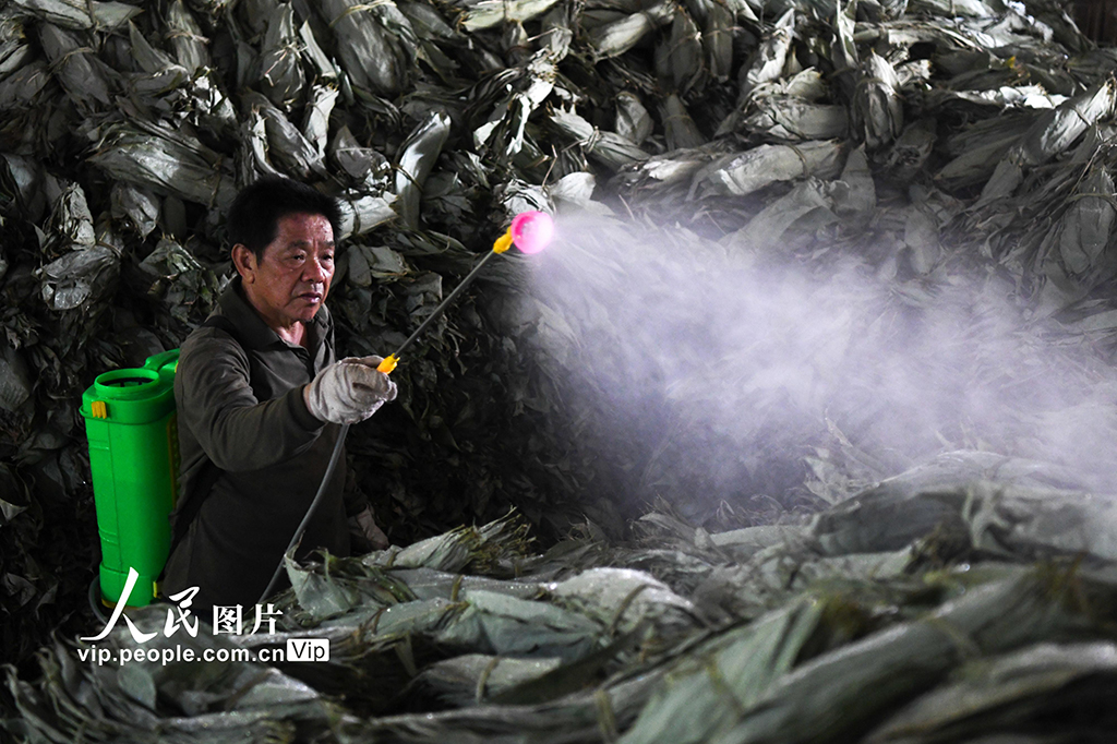 湖南常宁：小小箬叶助增收 助力乡村振兴