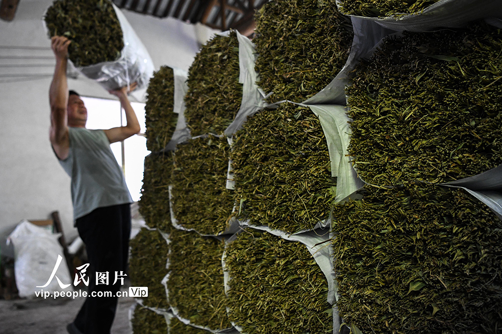 湖南常宁：小小箬叶助增收 助力乡村振兴