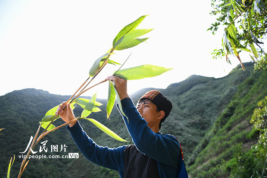 湖南常宁：小小箬叶助增收 助力乡村振兴