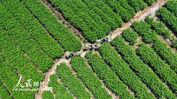 湖南常宁：小小箬叶助增收 助力乡村振兴