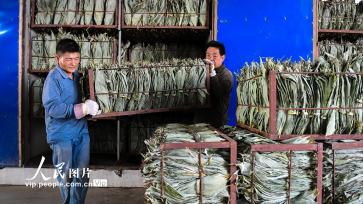 湖南常宁：小小箬叶助增收 助力乡村振兴