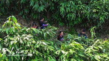 湖南常宁：小小箬叶助增收 助力乡村振兴