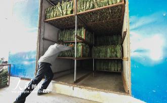 湖南常宁：小小箬叶助增收 助力乡村振兴