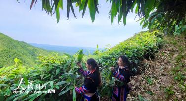 湖南常宁：小小箬叶助增收 助力乡村振兴