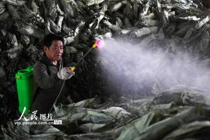 湖南常宁：小小箬叶助增收 助力乡村振兴