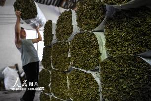 湖南常宁：小小箬叶助增收 助力乡村振兴